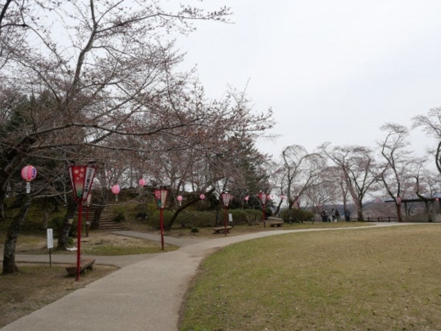 尾関山公園の桜