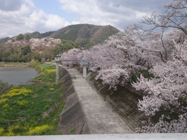 尾関山公園の桜