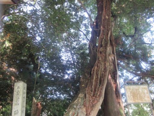 須佐神社フジ_須佐神社のフジ