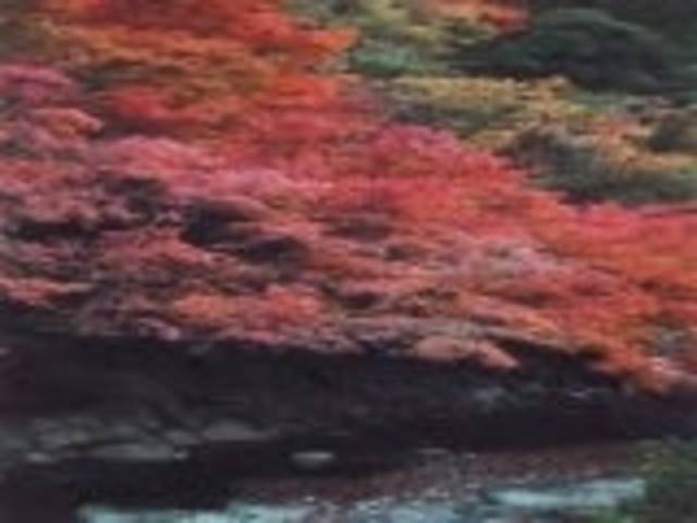 木谷峡/もみじ