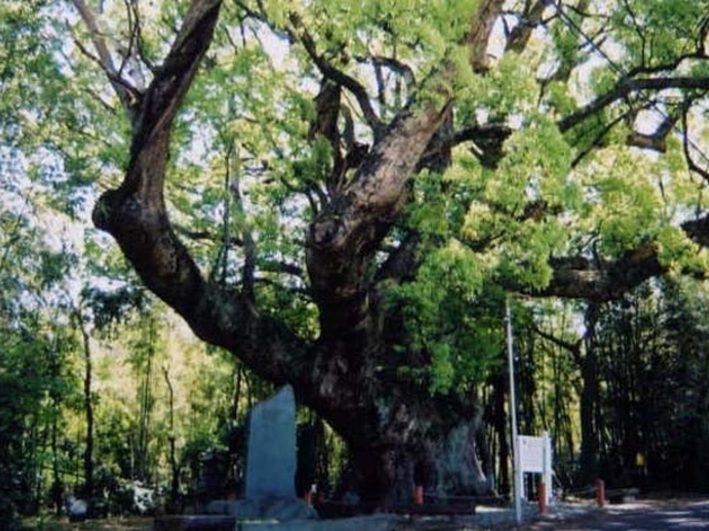 壇の大クスの写真1