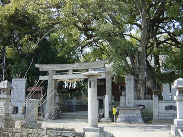 木熊野神社ナギの群落の写真1