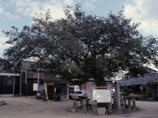 浄源坊のウバメガシの写真1