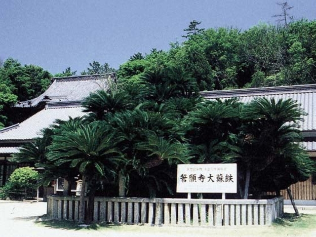 誓願寺のソテツ