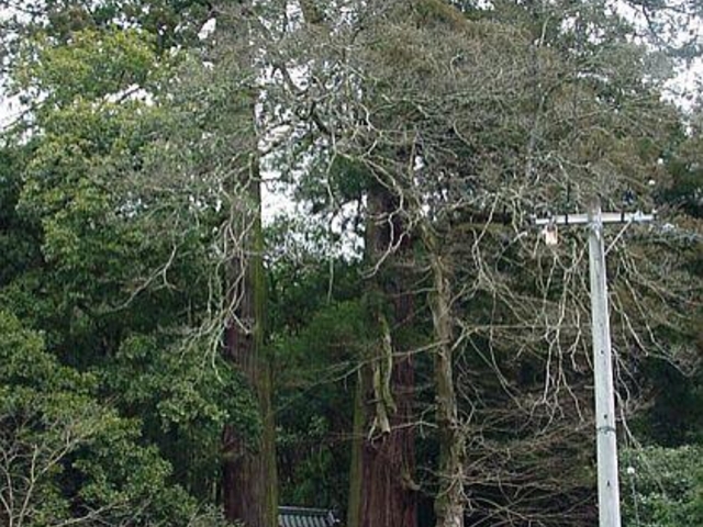 津柳二本杉熊野神社の二本杉の写真1