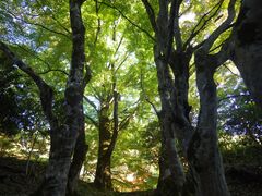 清徳寺の巨樹名木群の写真1