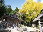 転法輪寺の大イチョウの写真2