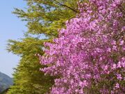 滝山公園のツツジの写真1