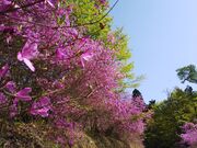 滝山公園のツツジの写真2