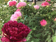 清眼寺の牡丹の写真2