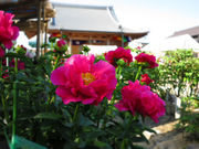 清眼寺の牡丹の写真3