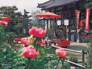 清眼寺の牡丹の写真4