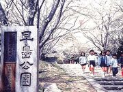 早島公園の桜の写真1