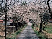 茅部神社の桜並木の写真1