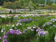 四季の里のあやめ(菖蒲)の写真1