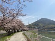 鎌田池の桜並木の写真2