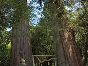 津柳二本杉熊野神社の二本杉の写真2