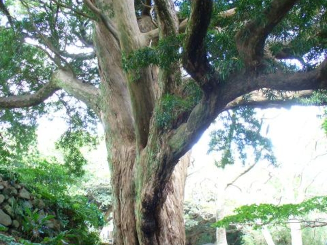 東要寺のイヌマキの写真1