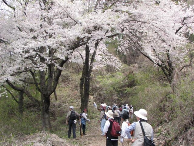 山の神千本桜の写真1