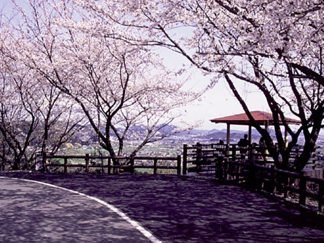 大谷スカイライン桜並木の写真1