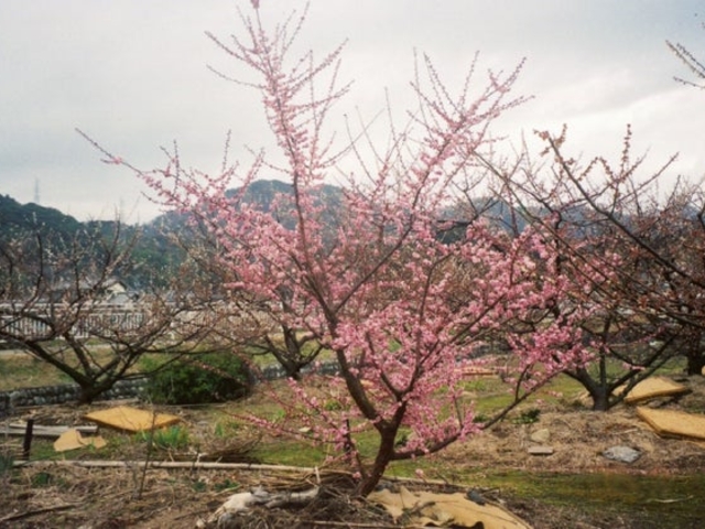 上伊太の梅の写真1