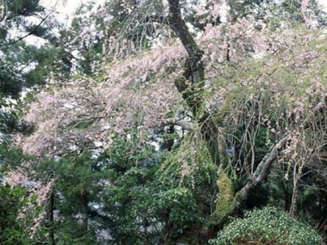 寿永桜の写真1