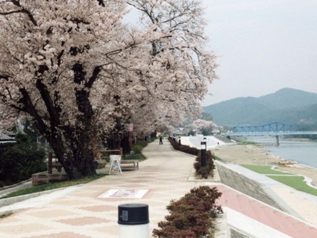 大堰川提防・大堰川緑地公園の桜