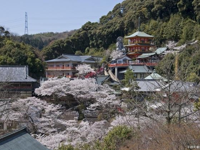 信貴山の桜