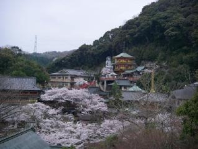 信貴山の桜