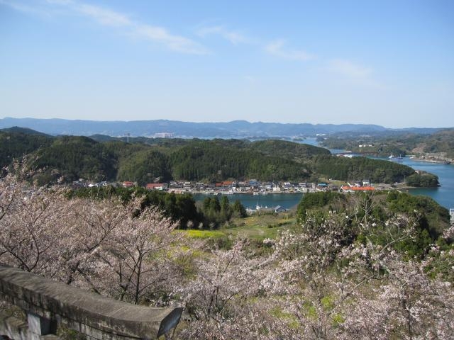 高尾山公園の桜の写真1