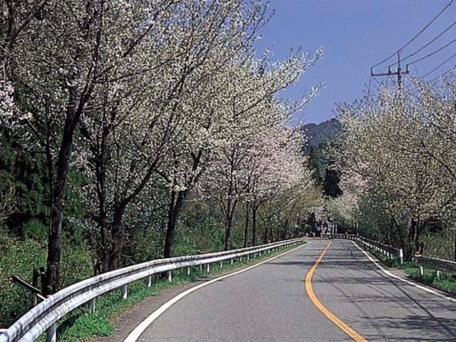 浦城の桜の写真1