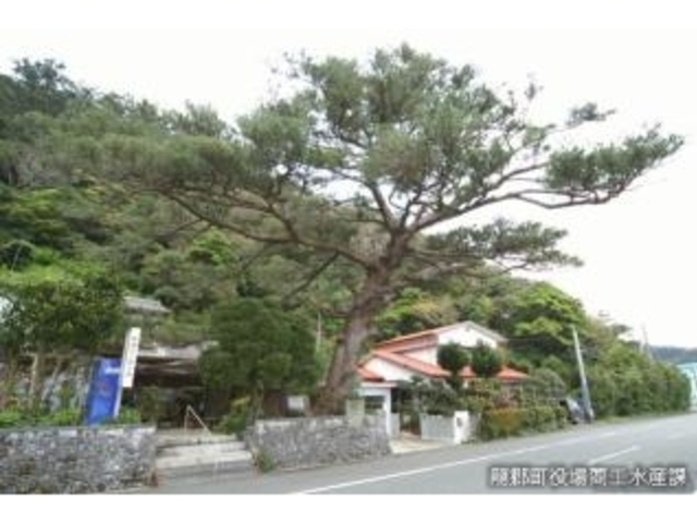 西郷松_西郷松跡