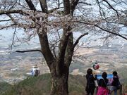 山の神千本桜の写真3