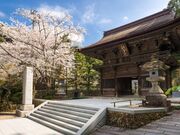 法多山尊永寺の桜の写真1