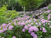秋葉公園のアジサイの写真1