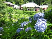 極楽寺のあじさいの写真1