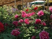 薬師院のぼたんの写真1