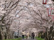 城山公園の桜の写真1