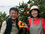 中原観光農園ミカン狩りの写真2