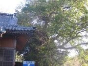 鷹島町住吉神社のアコウの写真1