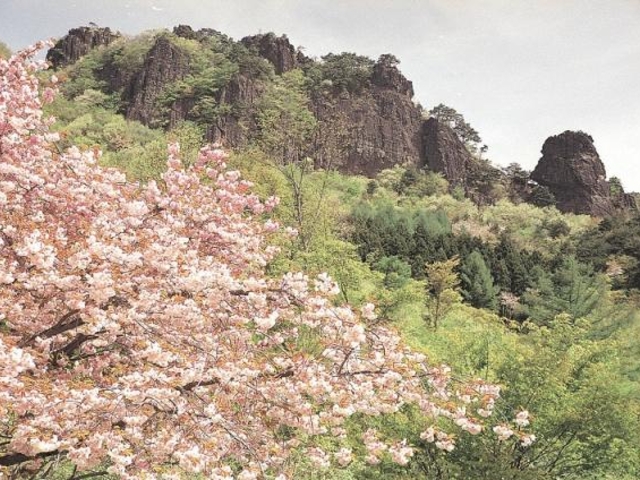 霊山の山桜_霊山の山桜