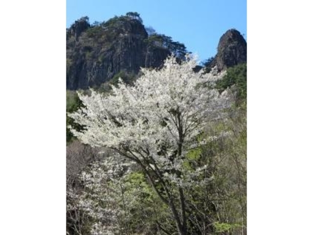 霊山の山桜