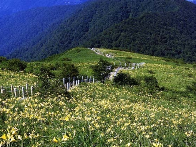 三国山お花畑の写真1