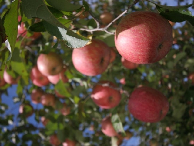 観光りんご園の写真1