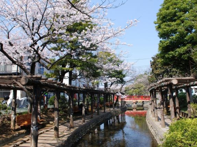古川親水公園の桜の写真1
