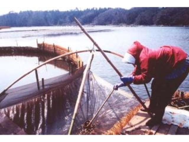 イサザ漁の写真1