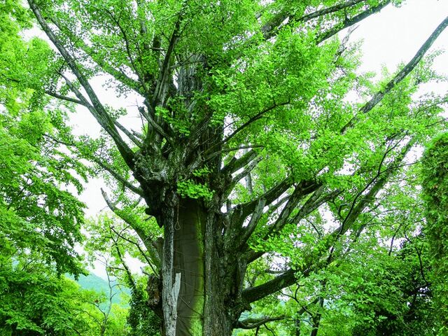 薬王寺のオハツキイチョウ雄株の写真1
