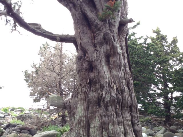 大瀬崎のビャクシン樹林