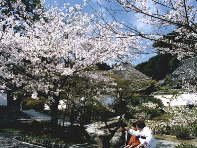 本興寺の桜
