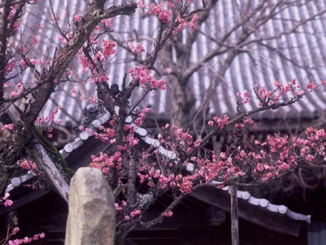 親鸞聖人お手植え紅梅の写真1